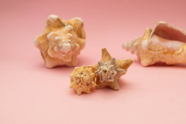 Pembe arka planda büyük deniz kabukları