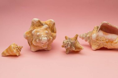 Pembe arka planda büyük deniz kabukları