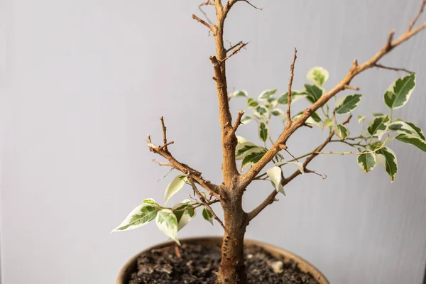 Ficus Derramado Sus Hojas Está Creciendo Otras Nuevas Florecen Después —  Fotos de Stock