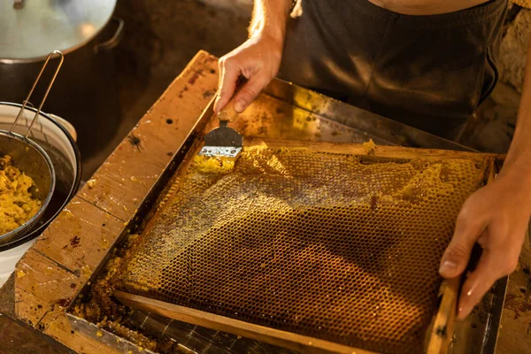 Man opens bee honeycomb with a tool to collect honey