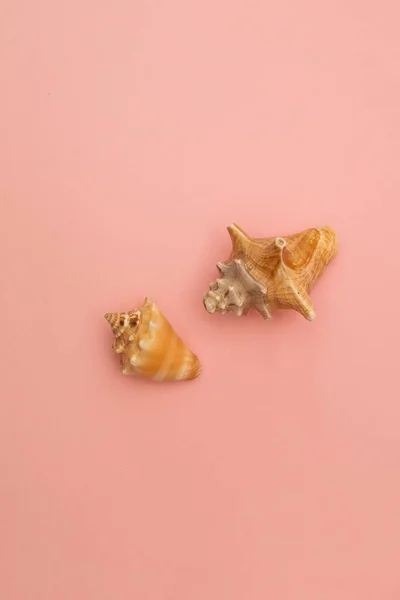 Large Seashells Pink Background — Stock Photo, Image