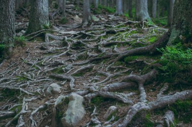 Büyük güçlü kökleri olan orman ağaçları.