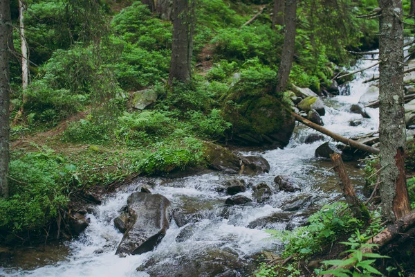 森の中の山の中の小川 — ストック写真