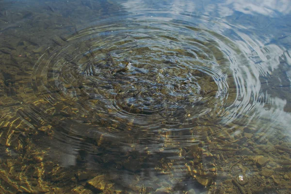 Маленькая Рыбка Пудели Озере — стоковое фото