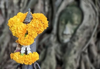Buddha 'nın başkanı Ayutthaya tarihi park