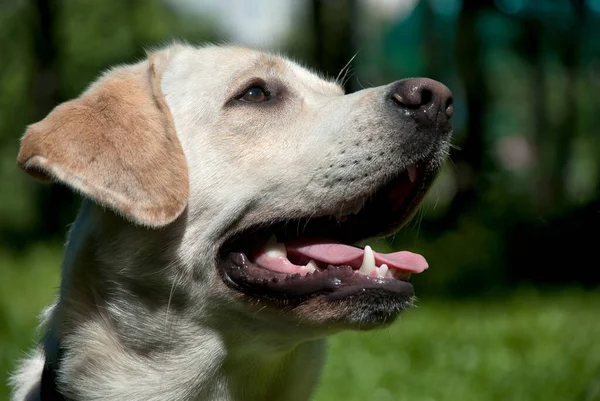 Dog Golden Retriever Mouth Open — Stock Photo, Image