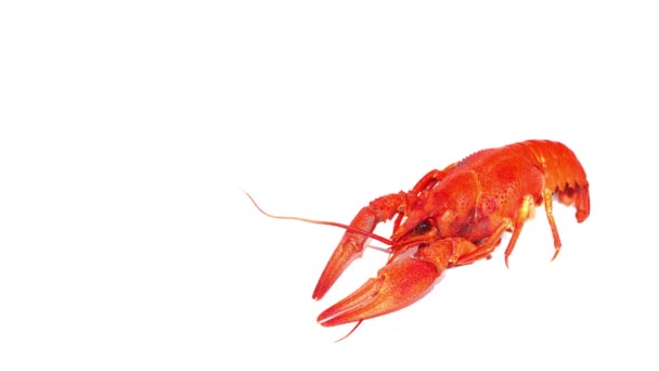 白色背景下红色小龙虾的视频停止运动 — 图库视频影像