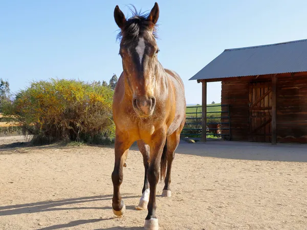 Ahırdaki Appaloosa atı. At yetiştirme konsepti