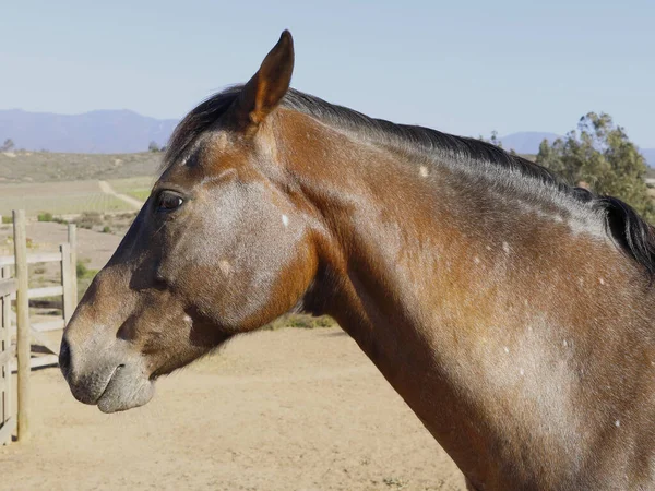 Appaloosa atının başı. At yetiştirme konsepti