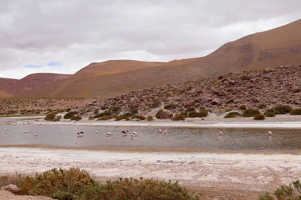 Atacama Salar 'da doğal Flamingo rezervi. Şili 'deki Machuca Gölü