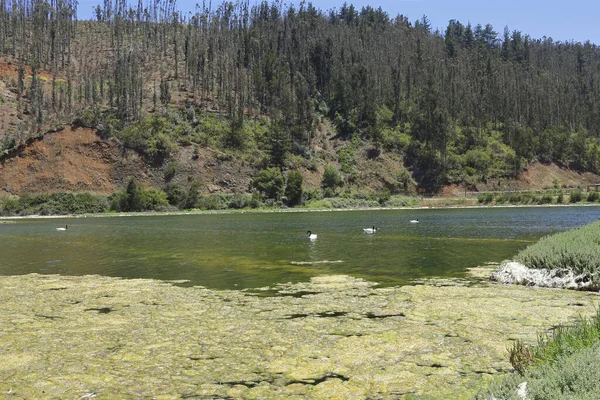 Cahuil Pichilemu Şili 'deki kara boyunlu kuğuların doğa koruma alanı.