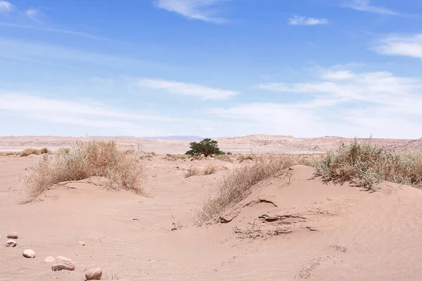 Desertic and arid landscape. Concept of land desertification