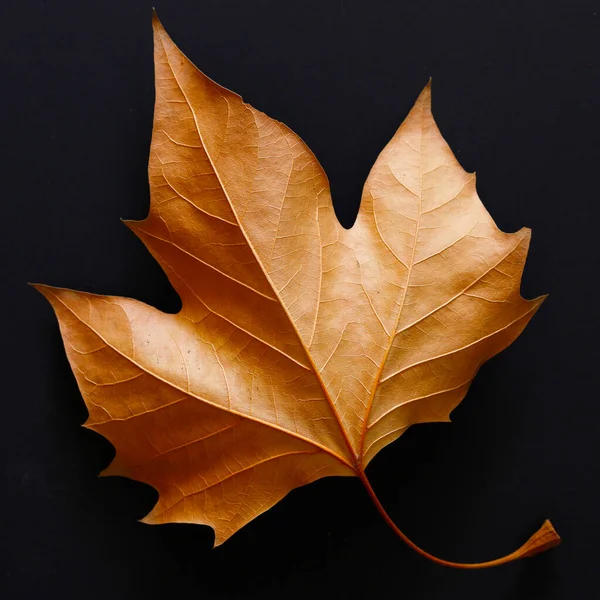 top view of beautiful autumn leaf isolated on black background