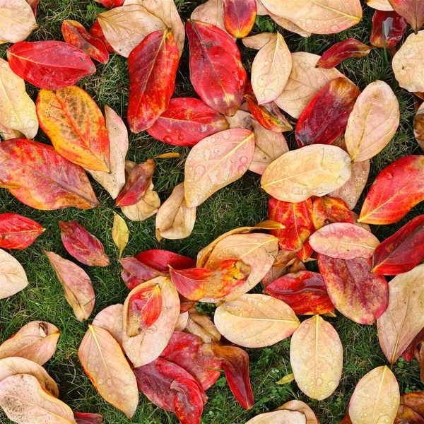 Top view of fallen leaves in autumn showing various garden pests and diseases. Square photography