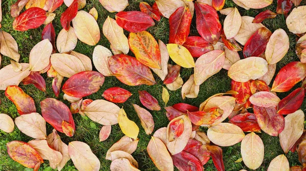 Background of autumnal color palette, red, orange, beige, yellow, green. Fallen leaves on wet grass