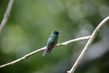 Doğada su alan güzel sinekkuşu.