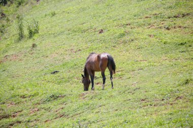 Doğadaki at güzel ve yumuşak saçlarla besleniyor..