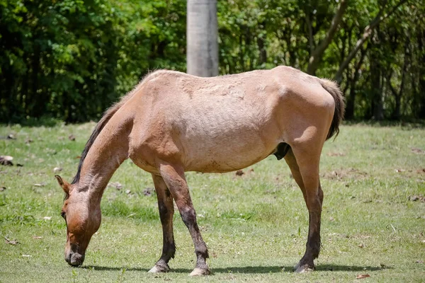 Koń Przyrodzie Karmienie Piękne Miękkimi Włosami — Zdjęcie stockowe