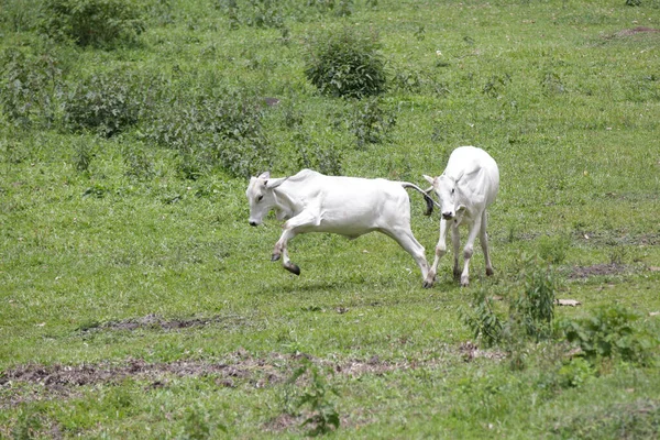 Mooie Bruine Witte Koe Boerderij Met Natuur Achtergrond — Stockfoto