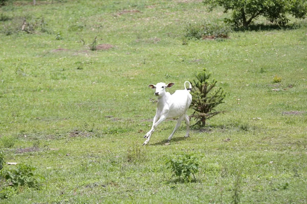 Krásná Hnědá Bílá Kráva Farmě Přírodou Pozadí — Stock fotografie