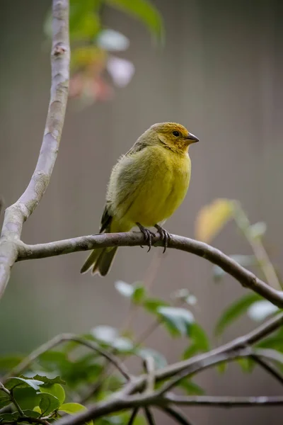 Wild Birds Woods Mountains — Stock Photo, Image