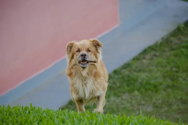 Kırsal Yoldaki Güzel Kahverengi Köpek — Stok fotoğraf