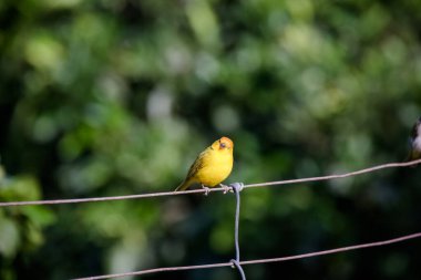 Dağlardaki ormanda vahşi kuşlar. 