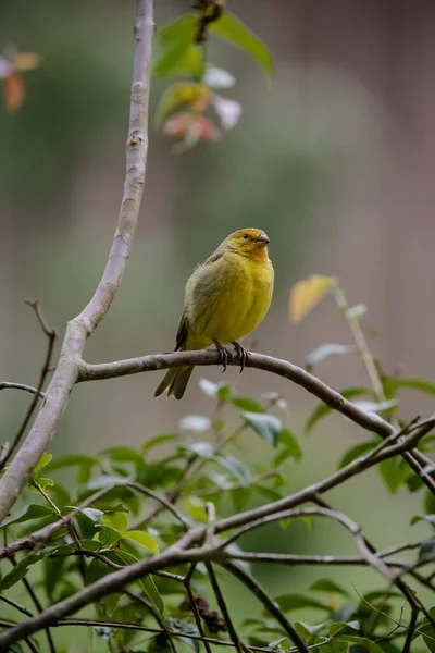 Wild Birds Woods Mountains — Stock Photo, Image