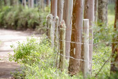 Ağaç gövdesi yol kenarından kesilmiş..