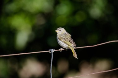Dağlardaki ormanda vahşi kuşlar. 