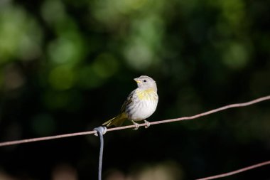 Dağlardaki ormanda vahşi kuşlar. 