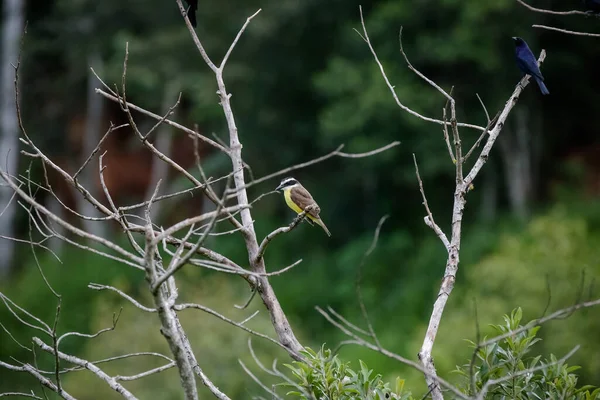 Дикие Птицы Лесу Горах — стоковое фото