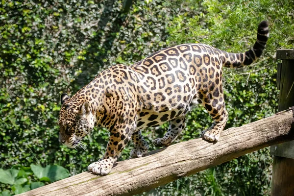 Jaguar Jaguar Also Known Ona Preta Species Carnivorous Mammal Felid — Zdjęcie stockowe