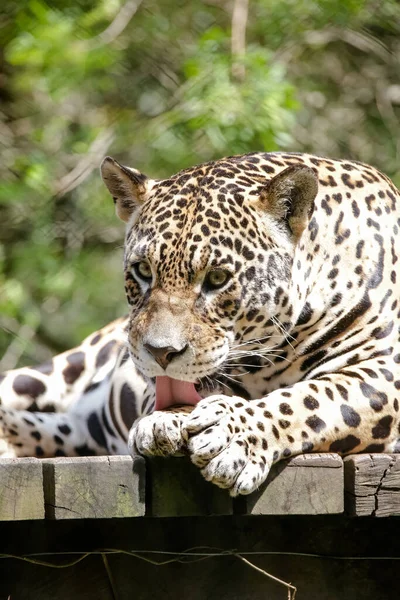 Jaguar Jaguar Also Known Ona Preta Species Carnivorous Mammal Felid — стоковое фото