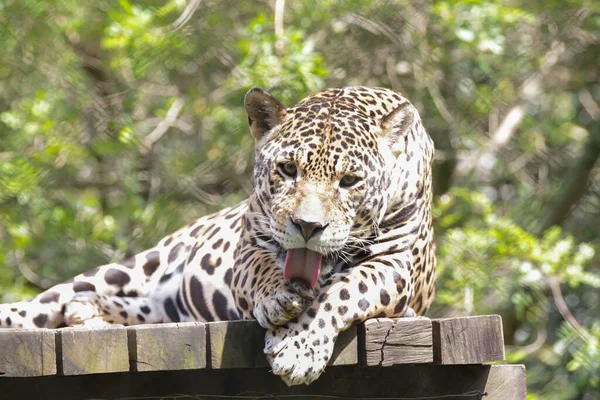 Jaguar Jaguar Also Known Ona Preta Species Carnivorous Mammal Felid — стоковое фото