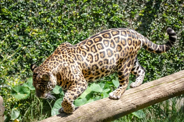 Jaguar Jaguar Also Known Ona Preta Species Carnivorous Mammal Felid — стоковое фото