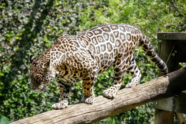 Jaguar Jaguar También Conocido Como Ona Preta Una Especie Mamífero — Foto de Stock
