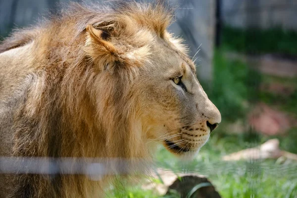 Lion Species Carnivorous Mammal Genus Panthera Family Felidae Species Currently — Stockfoto