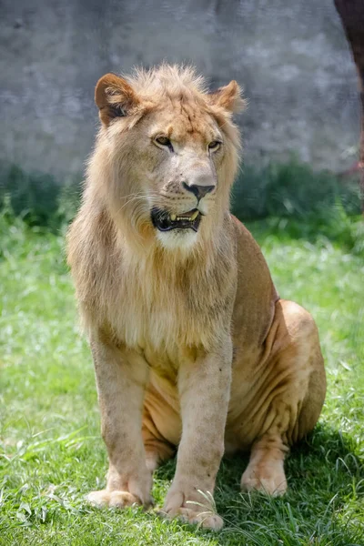 Lion Species Carnivorous Mammal Genus Panthera Family Felidae Species Currently — Stock Photo, Image