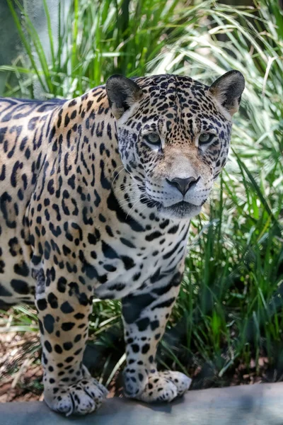 Jaguar Jaguar Also Known Ona Preta Species Carnivorous Mammal Felid — стоковое фото