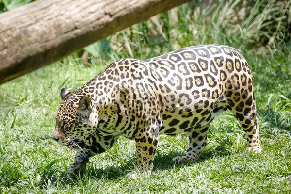 Jaguar Jaguar Also Known Ona Preta Species Carnivorous Mammal Felid — Fotografia de Stock