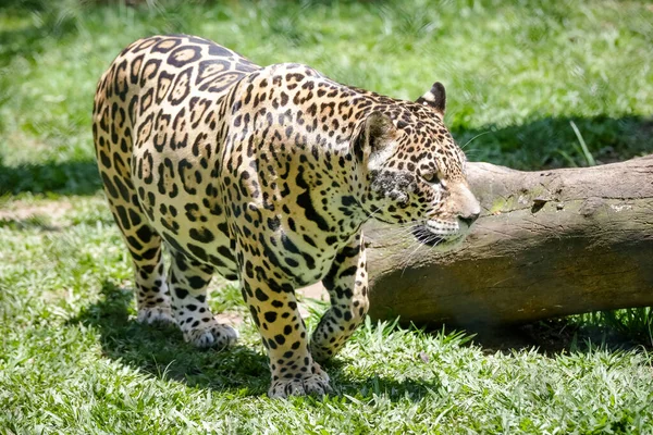 Jaguar Jaguar Also Known Ona Preta Species Carnivorous Mammal Felid — стоковое фото