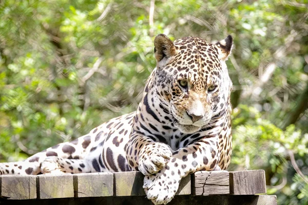 Jaguar Jaguar Also Known Ona Preta Species Carnivorous Mammal Felid — Zdjęcie stockowe