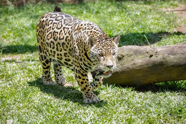 Jaguar Jaguar Also Known Ona Preta Species Carnivorous Mammal Felid — Foto de Stock