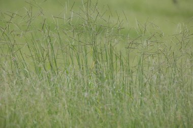 The paraglider is similar to a parachute in that it also has a flexible structure.
