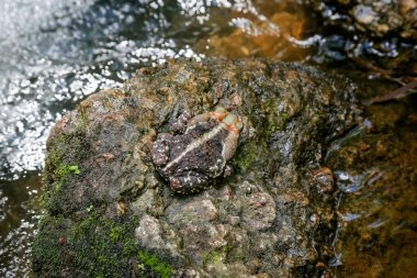 Curururu frog at the waterfall preparing to feed on insects.