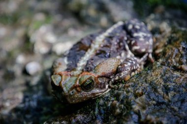 Curururu frog at the waterfall preparing to feed on insects.