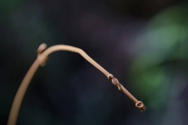 Beautiful blue sky in nature looking at the mountain