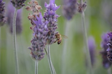 Laundry on the edge of a wonderful mountain.
