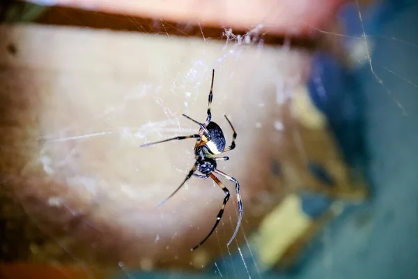 Araña Techo Con Telaraña Las Paredes —  Fotos de Stock